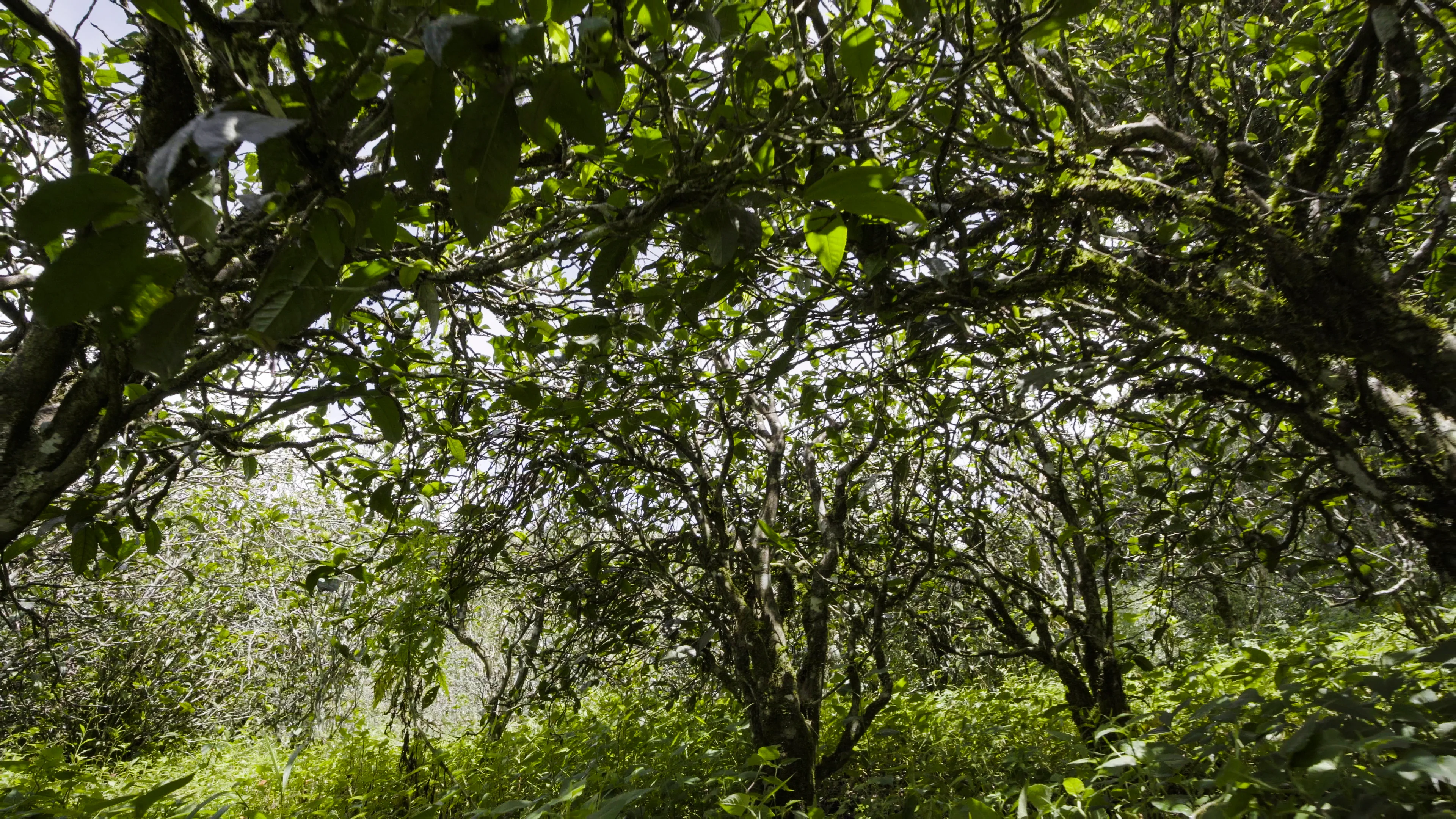 Tea trees in organic mountain garden
