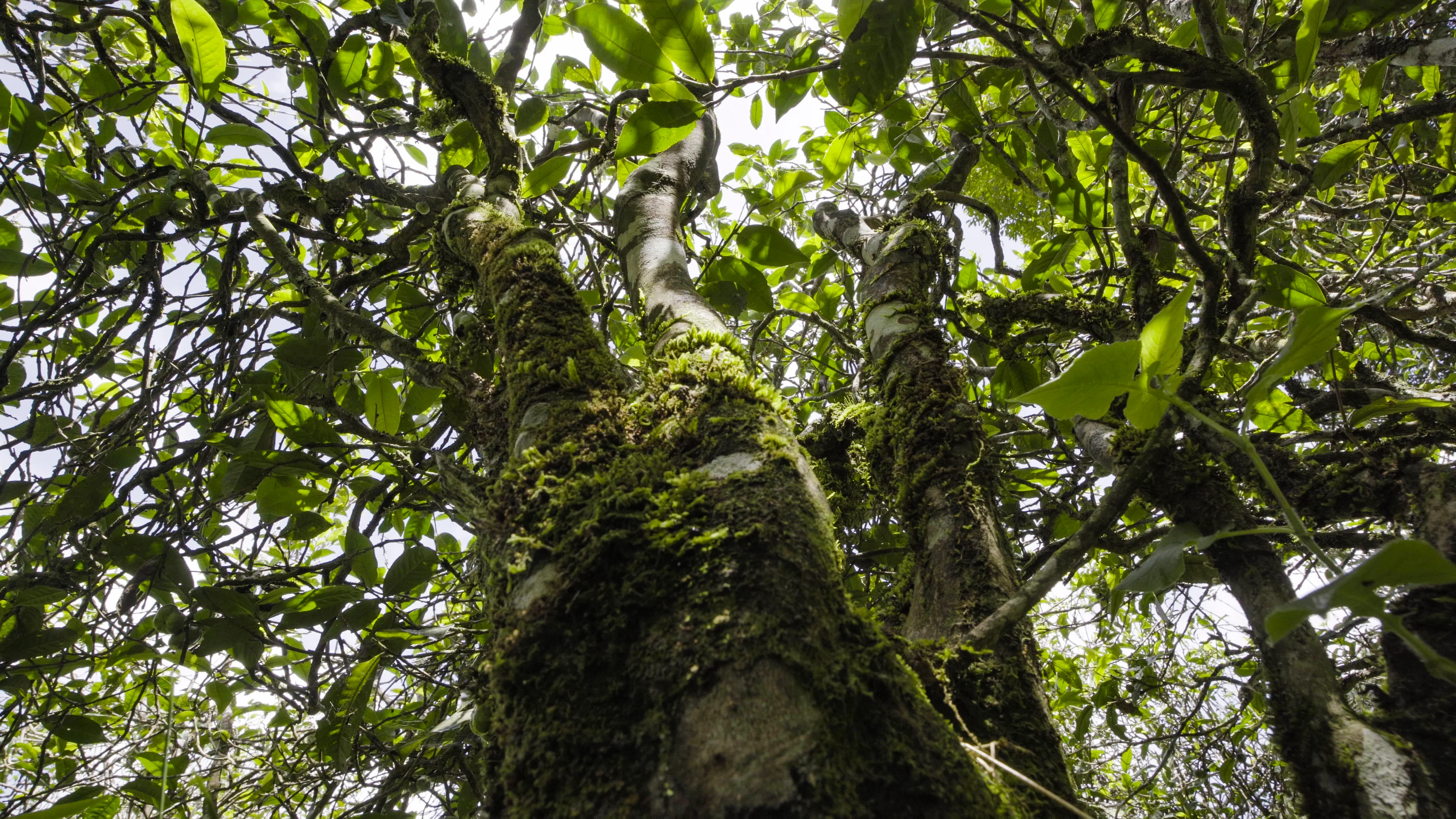 Misty tea mountains and ancient groves