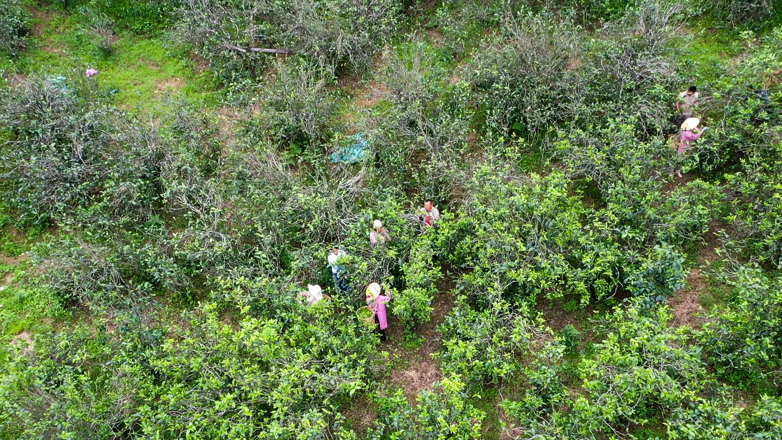 Sunlit tea mountain landscape