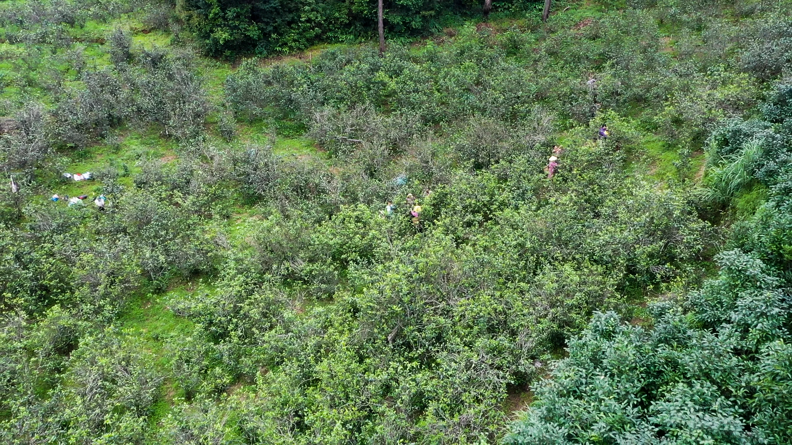 Sunlit tea mountain landscape